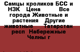 Самцы кроликов БСС и НЗК › Цена ­ 400 - Все города Животные и растения » Другие животные   . Татарстан респ.,Набережные Челны г.